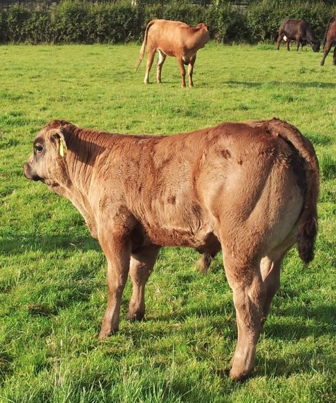 Irish and UK farm unions discuss beef situation