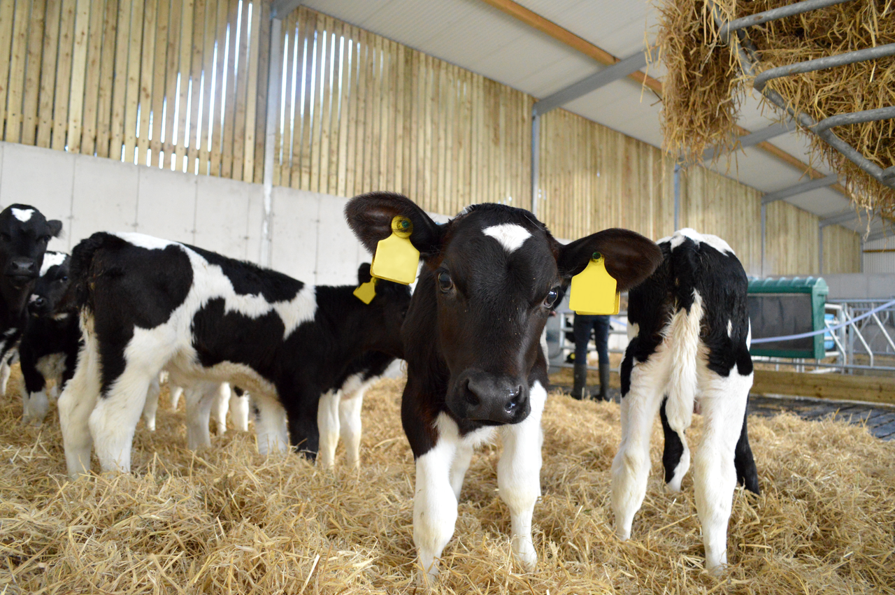 Next budget should address 'unambitious' dairy beef scheme - farm org