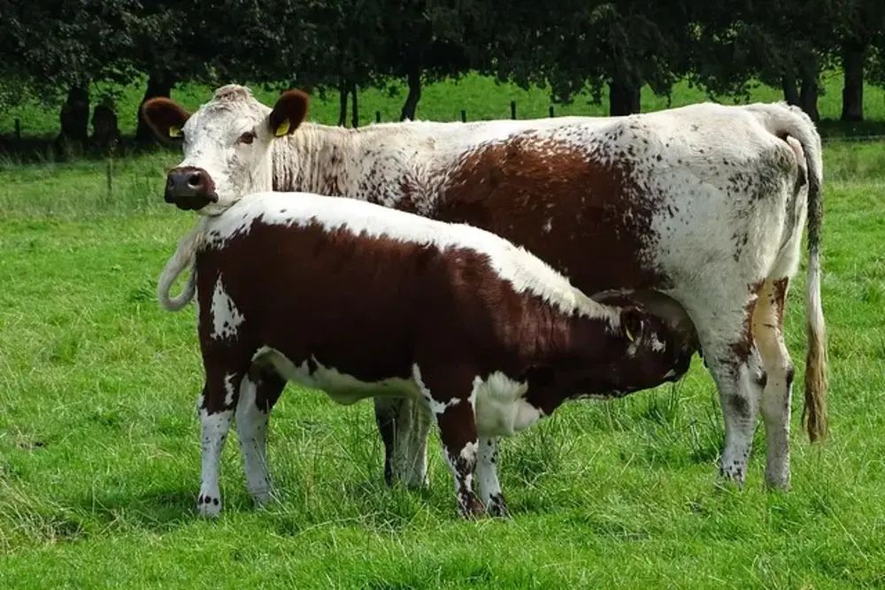 Rare breeds contribute to Ireland's 'unique' diversity - McConalogue