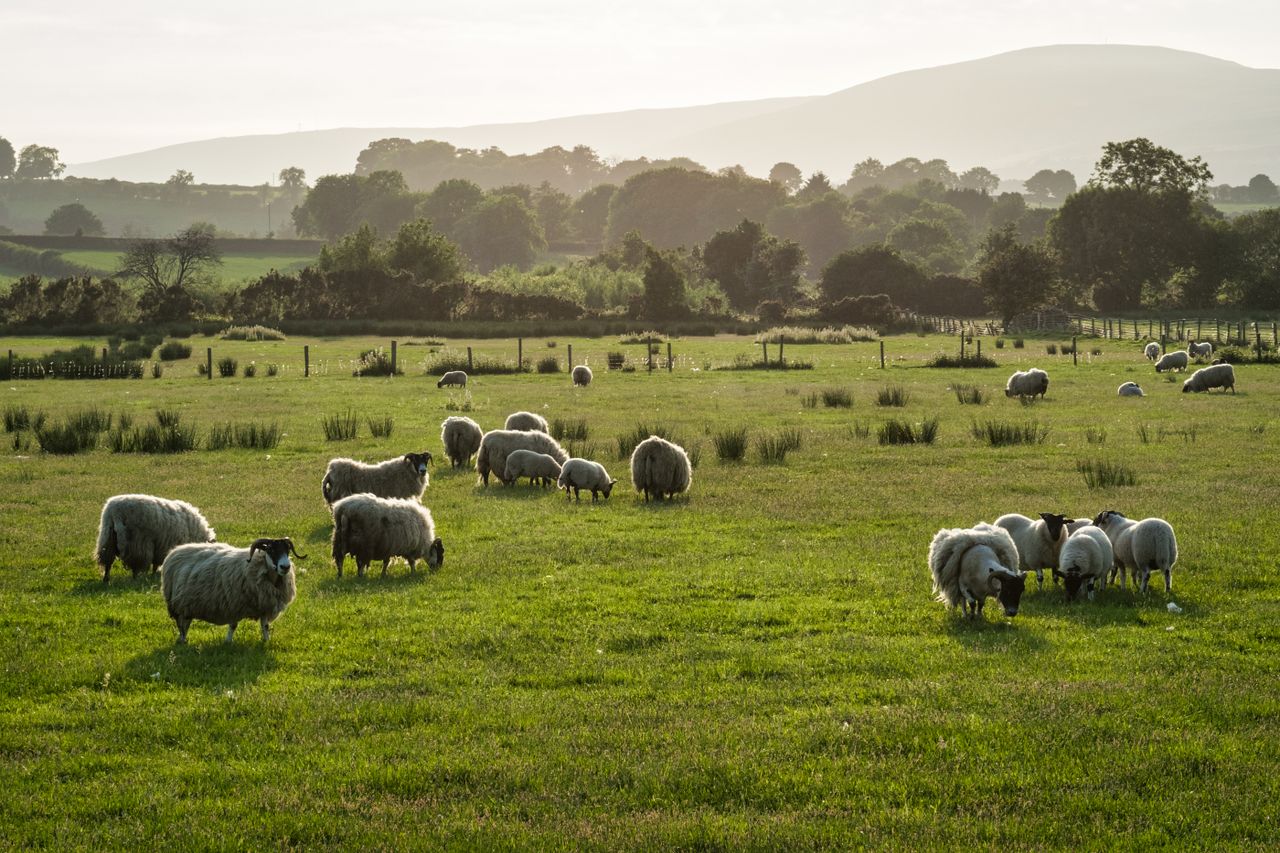 Sheep farmers 'must be prioritised' in commission support funding