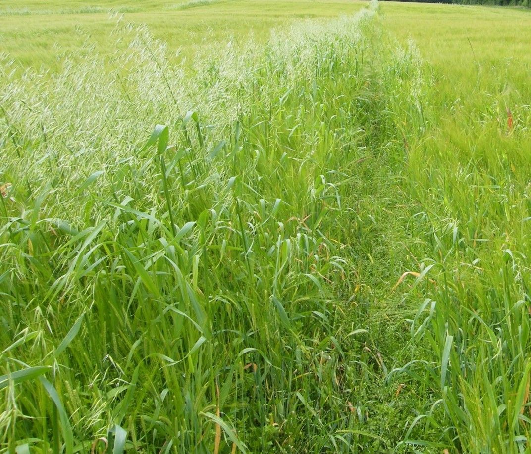 New PCR test to target herbicide resistance in wild oat populations