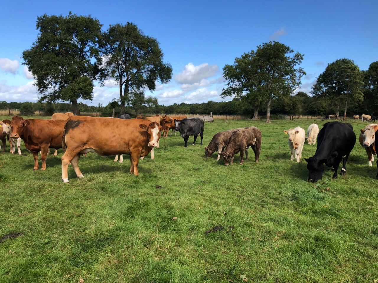 What weight should suckler replacement heifers be at mating?