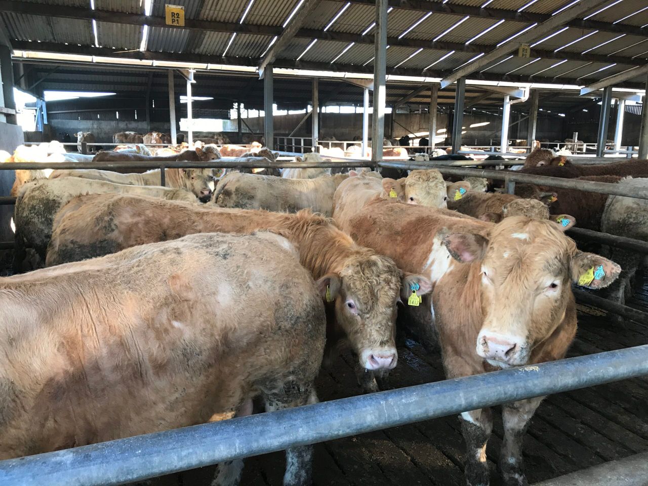 Finishing young bulls: Are you set up for the job?