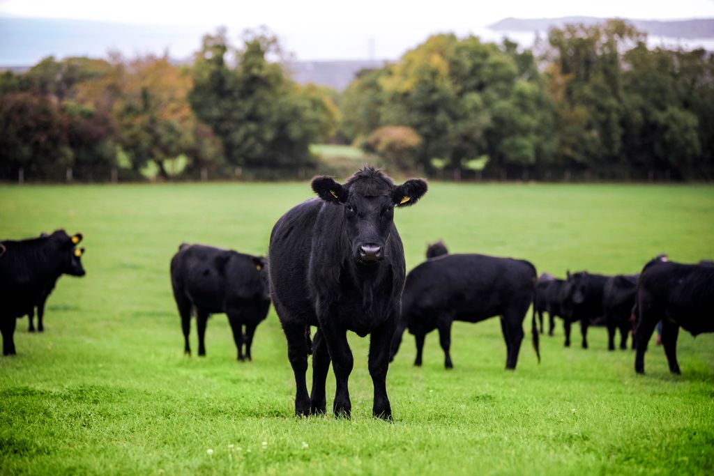 UK Beef market faces tight supplies, high prices in 2026