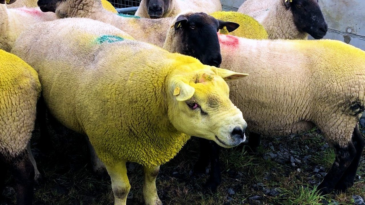 Raddling rams this breeding season: Why it is a must