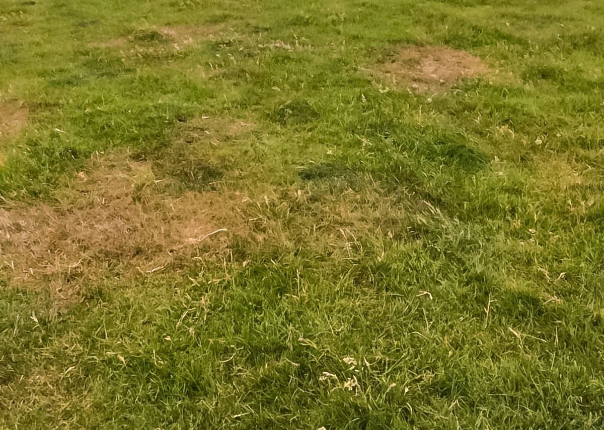 GrowthWatch: Deciding on a grassland management plan for the current dry spell