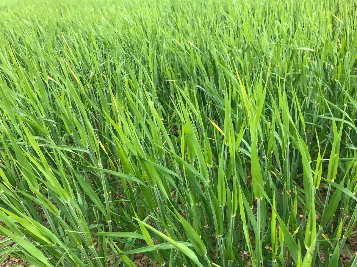 Malting barley price negotiations set to commence