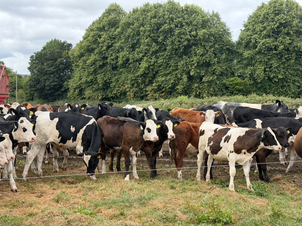 Some of the dairy-beef animals on the farm