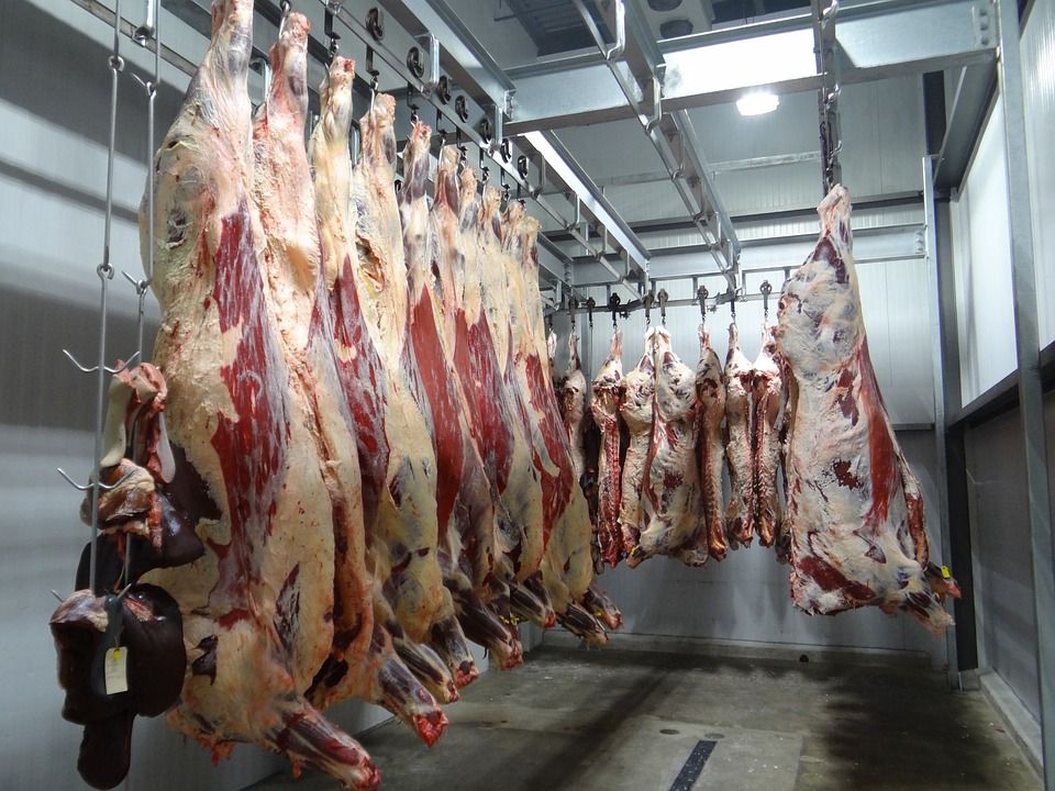 DAFM criticised for promoting beef exports amid biodiversity crisis