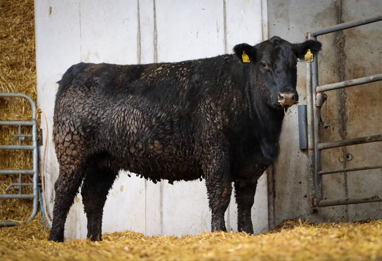 Former rugby star to host sale of select Angus heifers