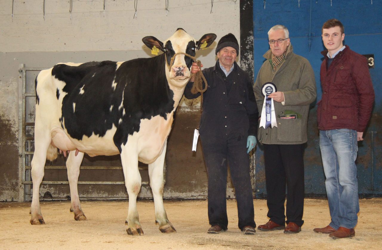 A family of Holstein breeders take home close to €50,000 at dairy sale