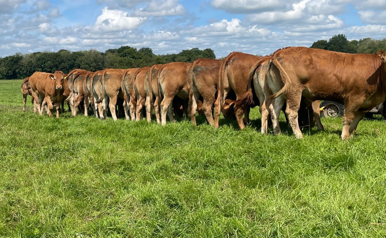 New markets for light and heavy bulls, steers and heifers