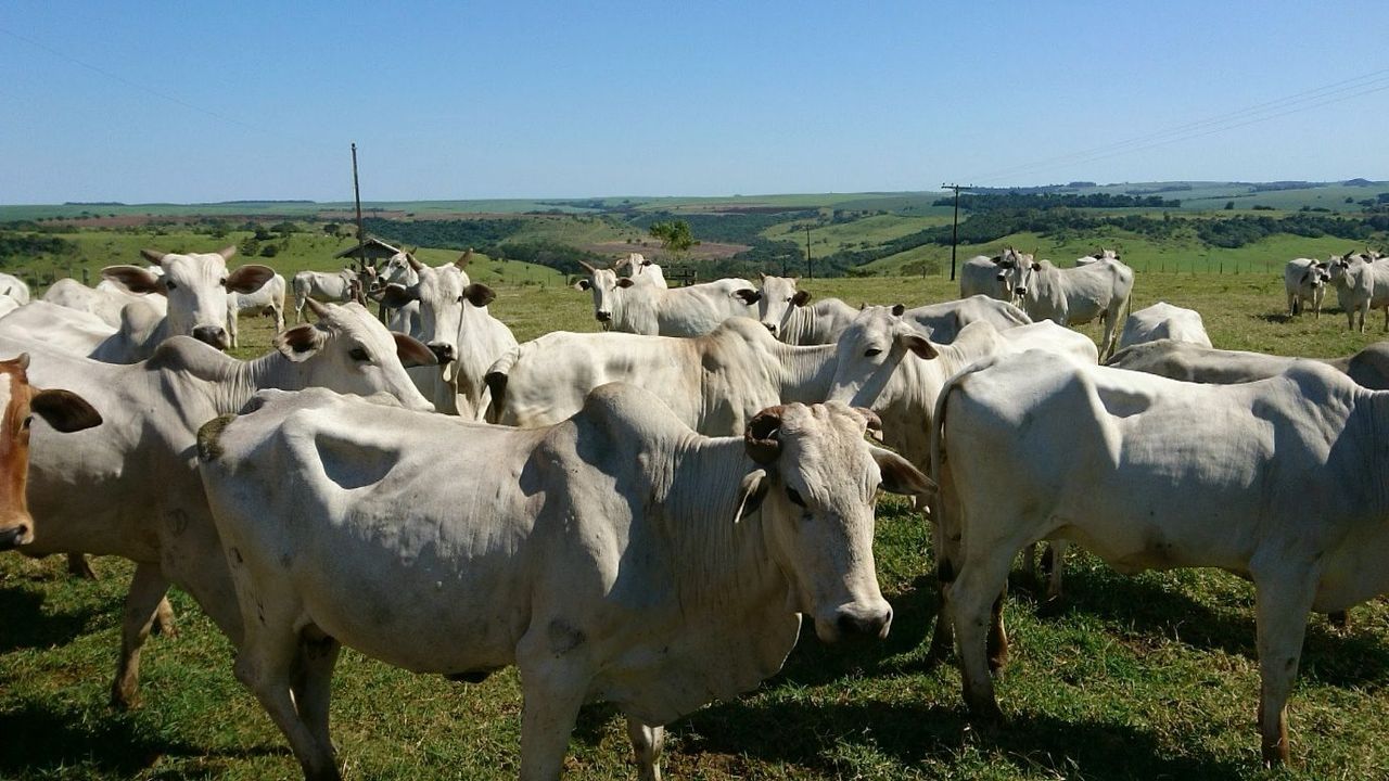 Is the EU about to abandon the Mercosur free trade deal?