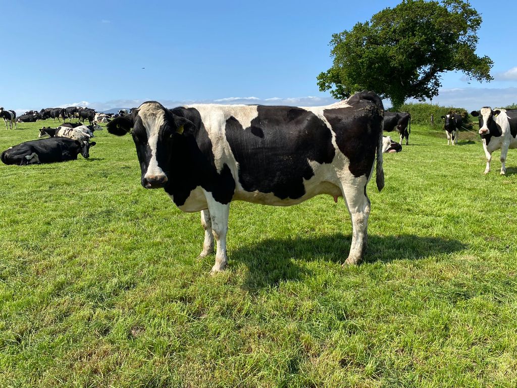 A sample of the cow-type on John's farm