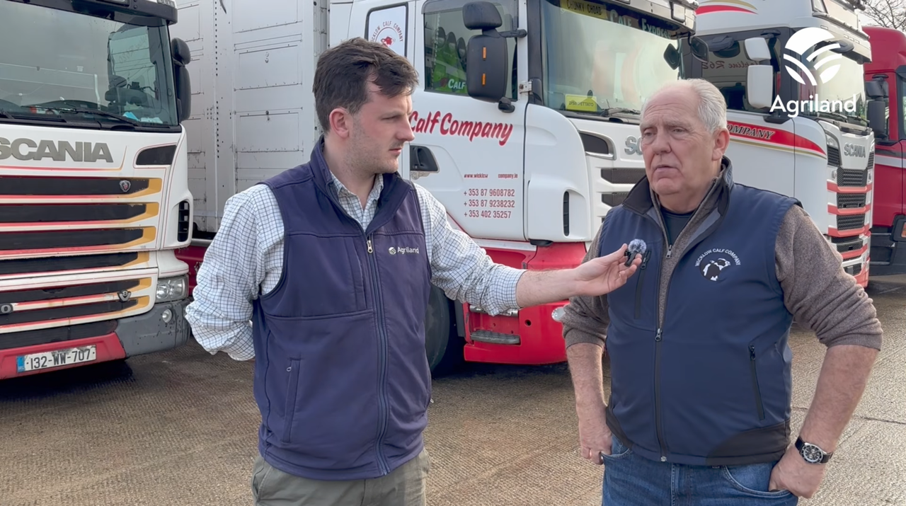 Scallan voices concerns on markets for Irish calves this spring