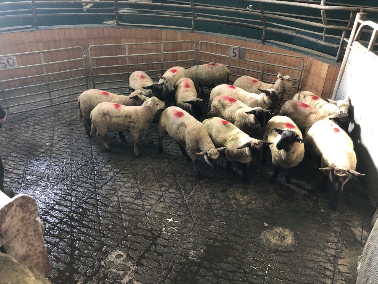 Sheep trade: Slide in prices comes to a halt as factories change their tune