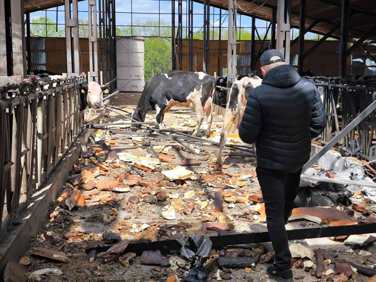 100 cows killed in drone attack on Ukrainian farm