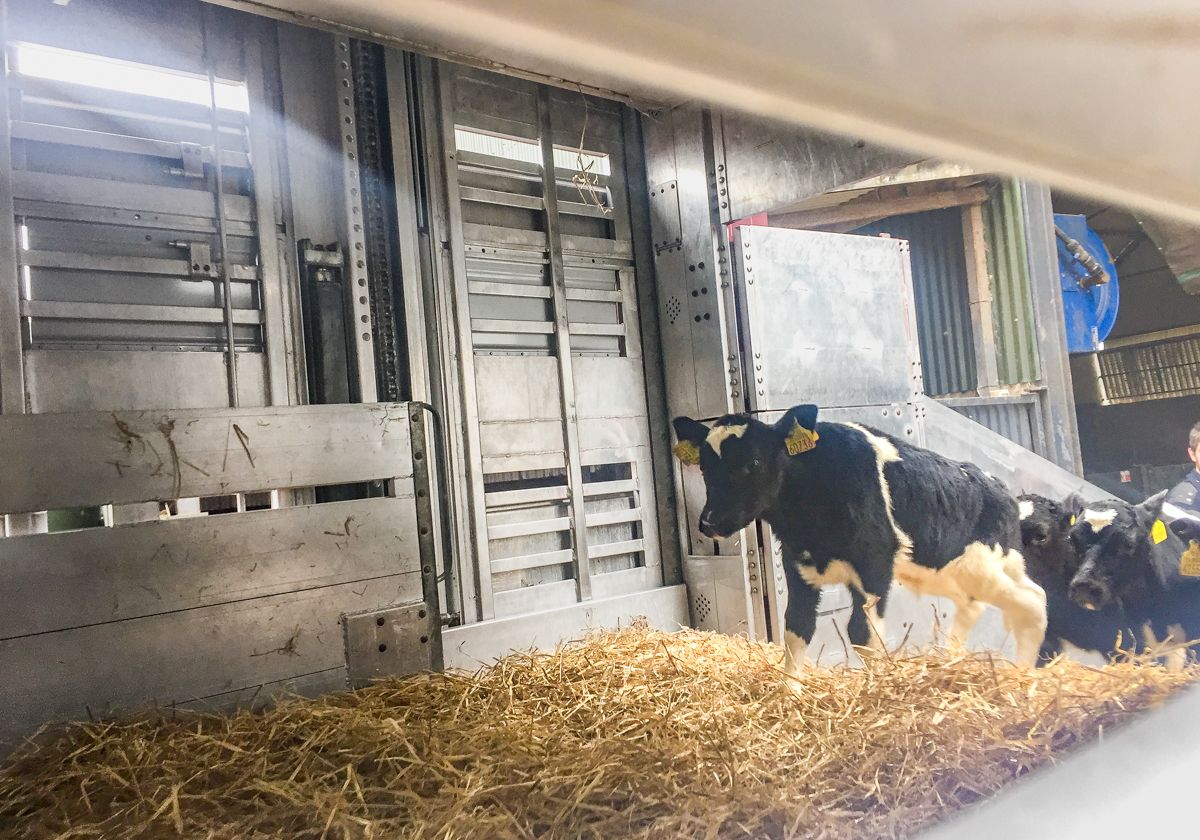 Export focus: Meet the family shipping thousands of calves each year