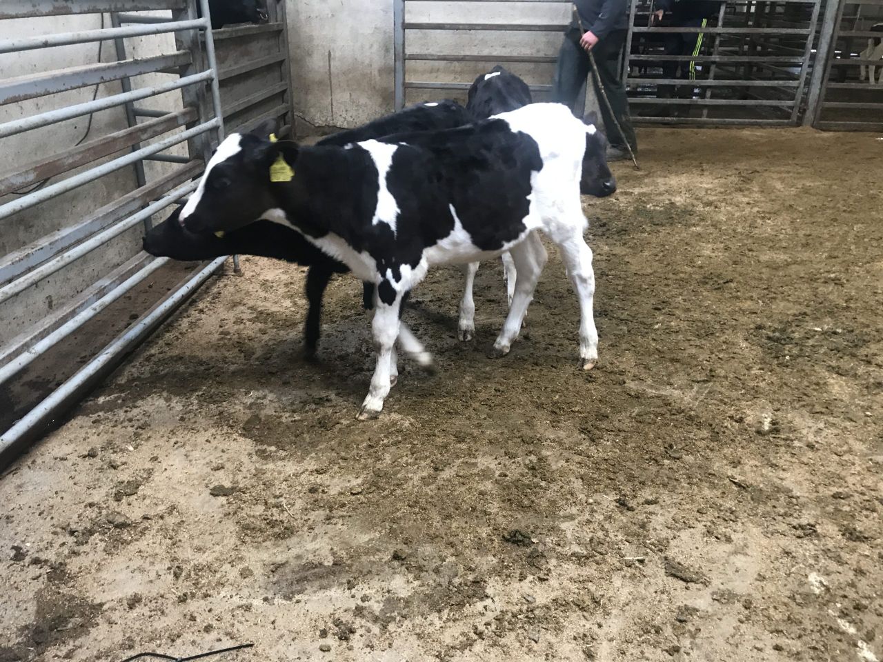 Friesian bulls making up to €130 at Bandon's calf sale