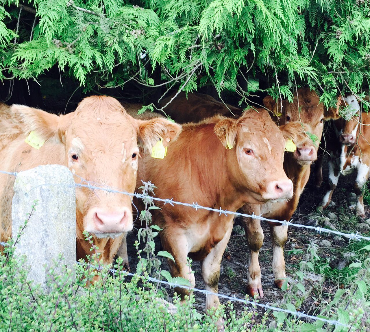 Beef Plan: 'Fair Trade' needs to begin at home