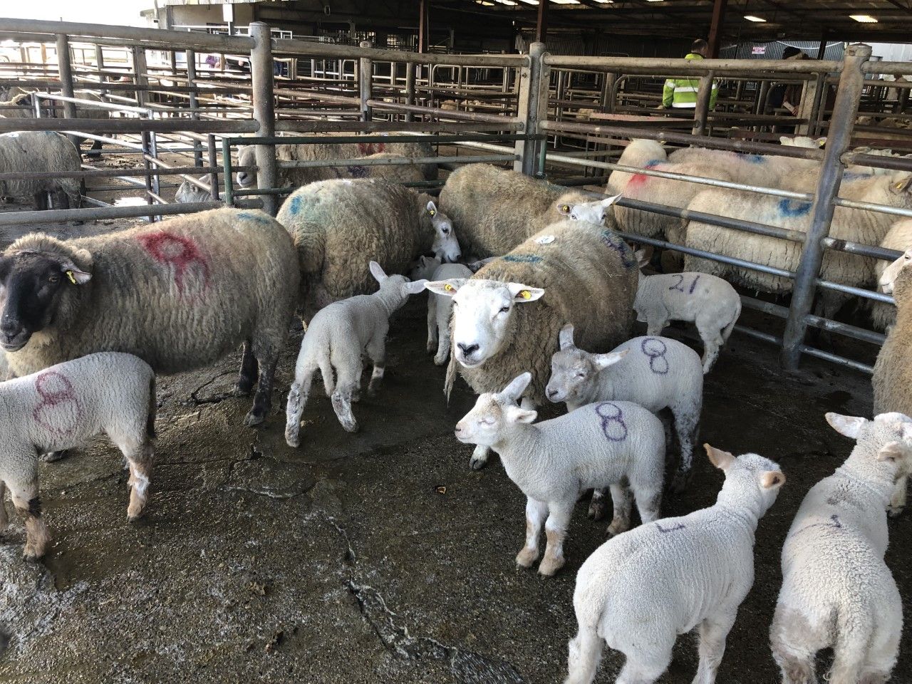 No shortage of demand for ewes with lambs at foot