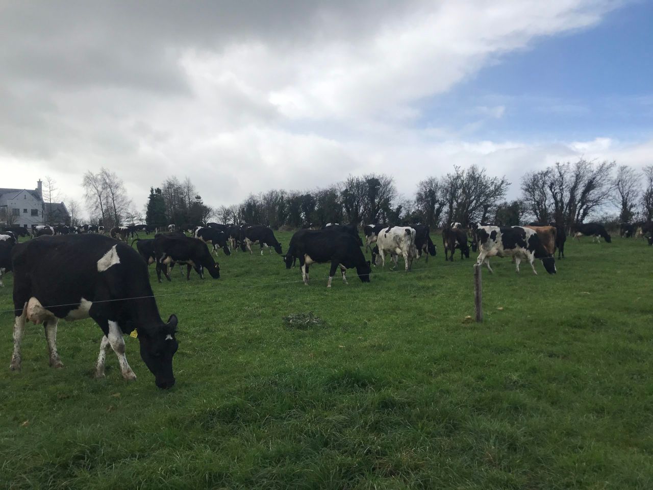 'I cannot fix a cell count issue without milk recording'