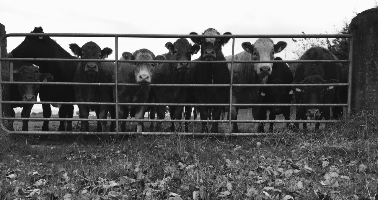 Cattle shot on Monaghan farm after receivers move in