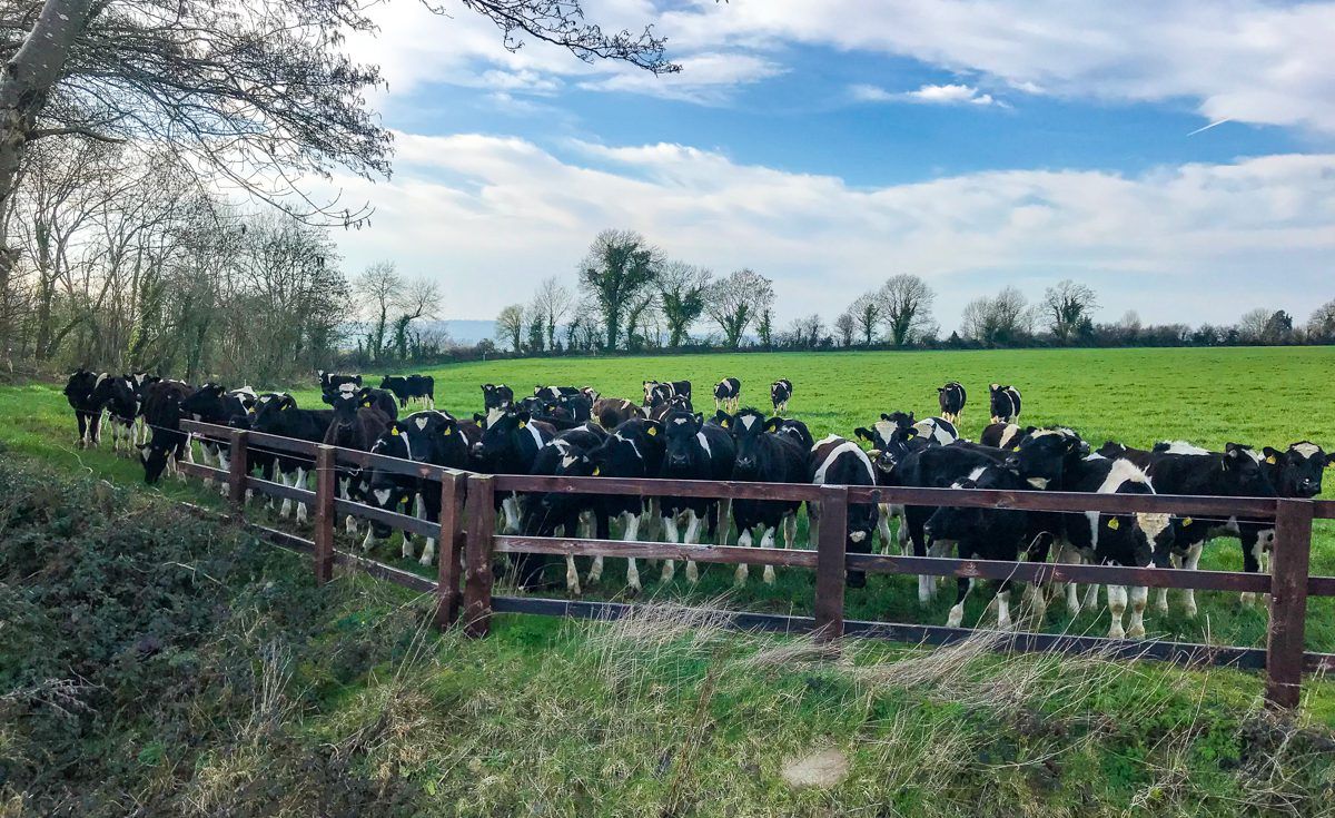 Meet the newly-appointed Teagasc Green Acres Calf to Beef advisors