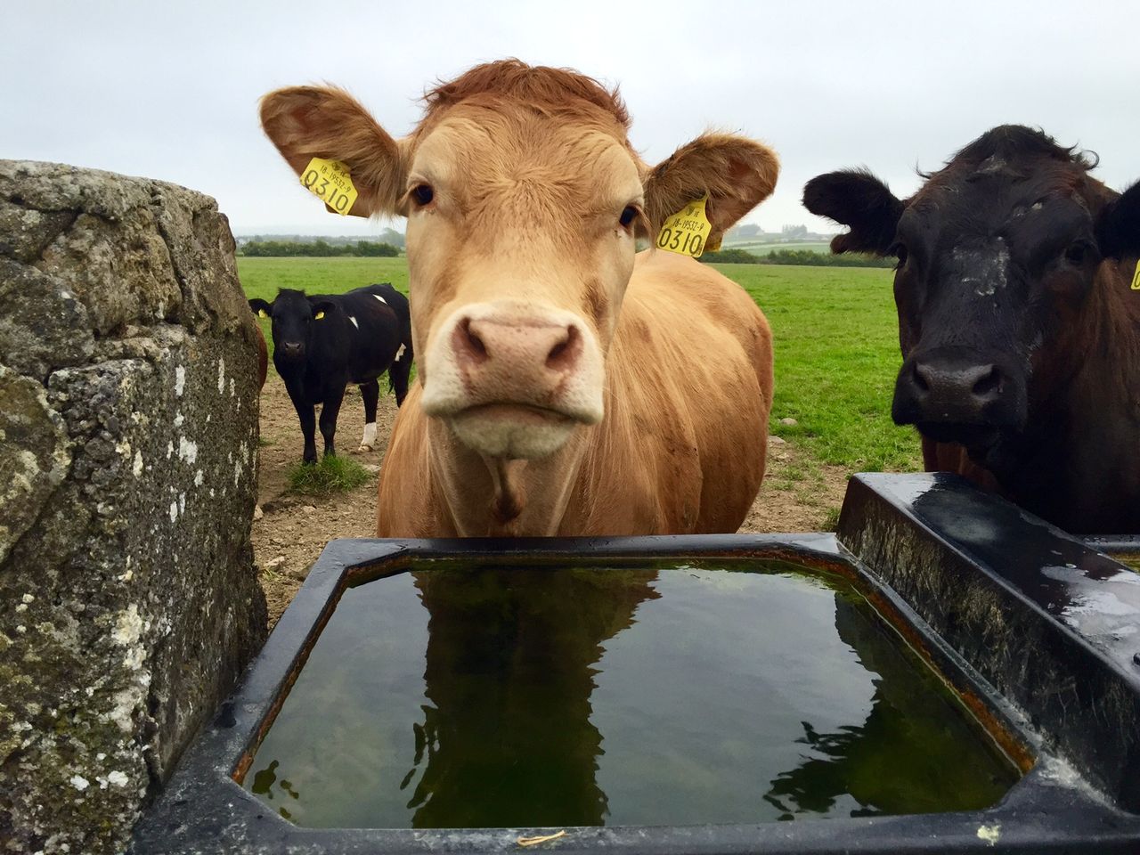 Beef kill falls again (down 36,000 head year to date)