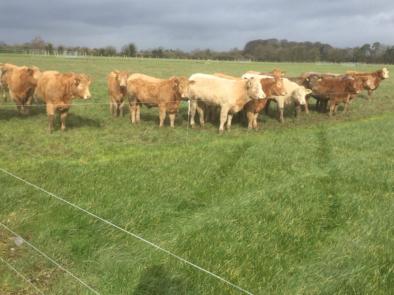'Electric fencing is one of the best investments beef farmers can make'