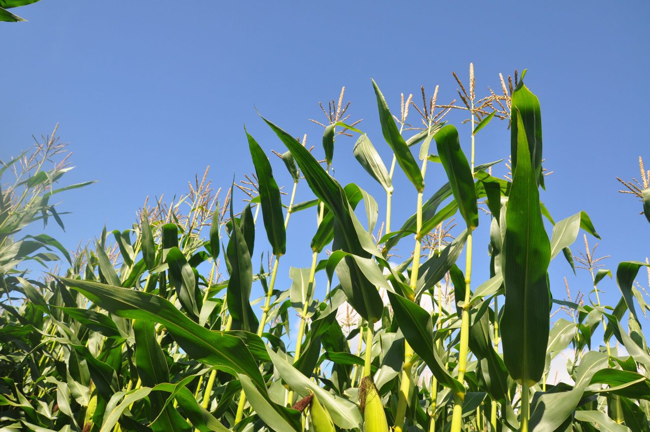 Additive essential in dry maize crops to safeguard every tonne