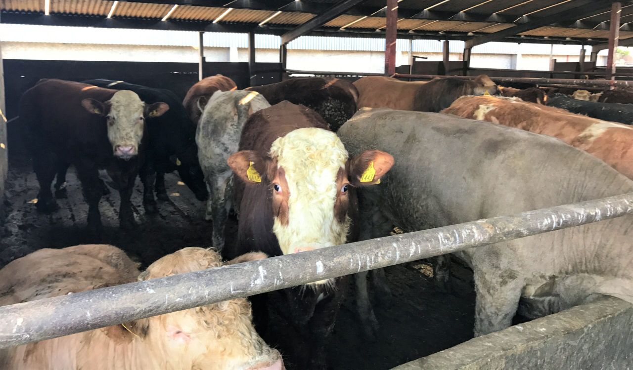 Beef focus: Driving efficiency and finishing 800 cattle in Co. Longford