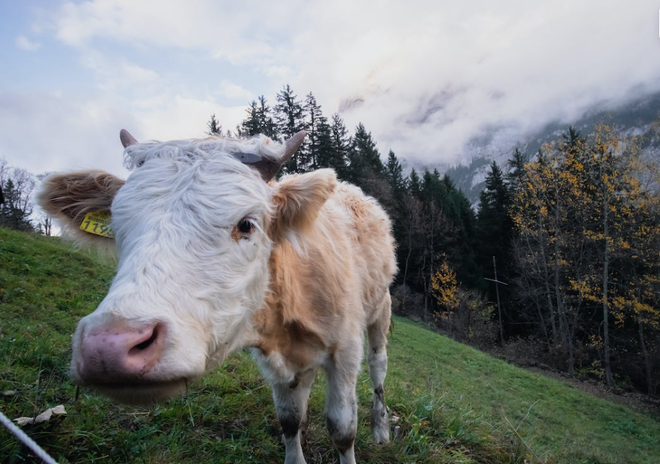 €15m emergency funding approved for farmers in 3 EU countries