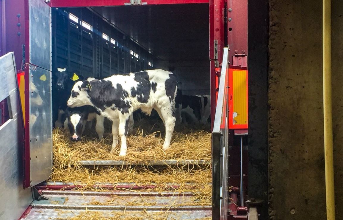 Dairy calf backlog looms as 2 sailings cancelled