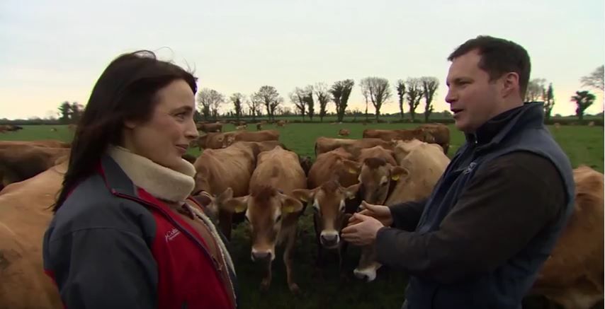 Video: Meet the owner of Ireland's largest herd of pedigree Jersey cows