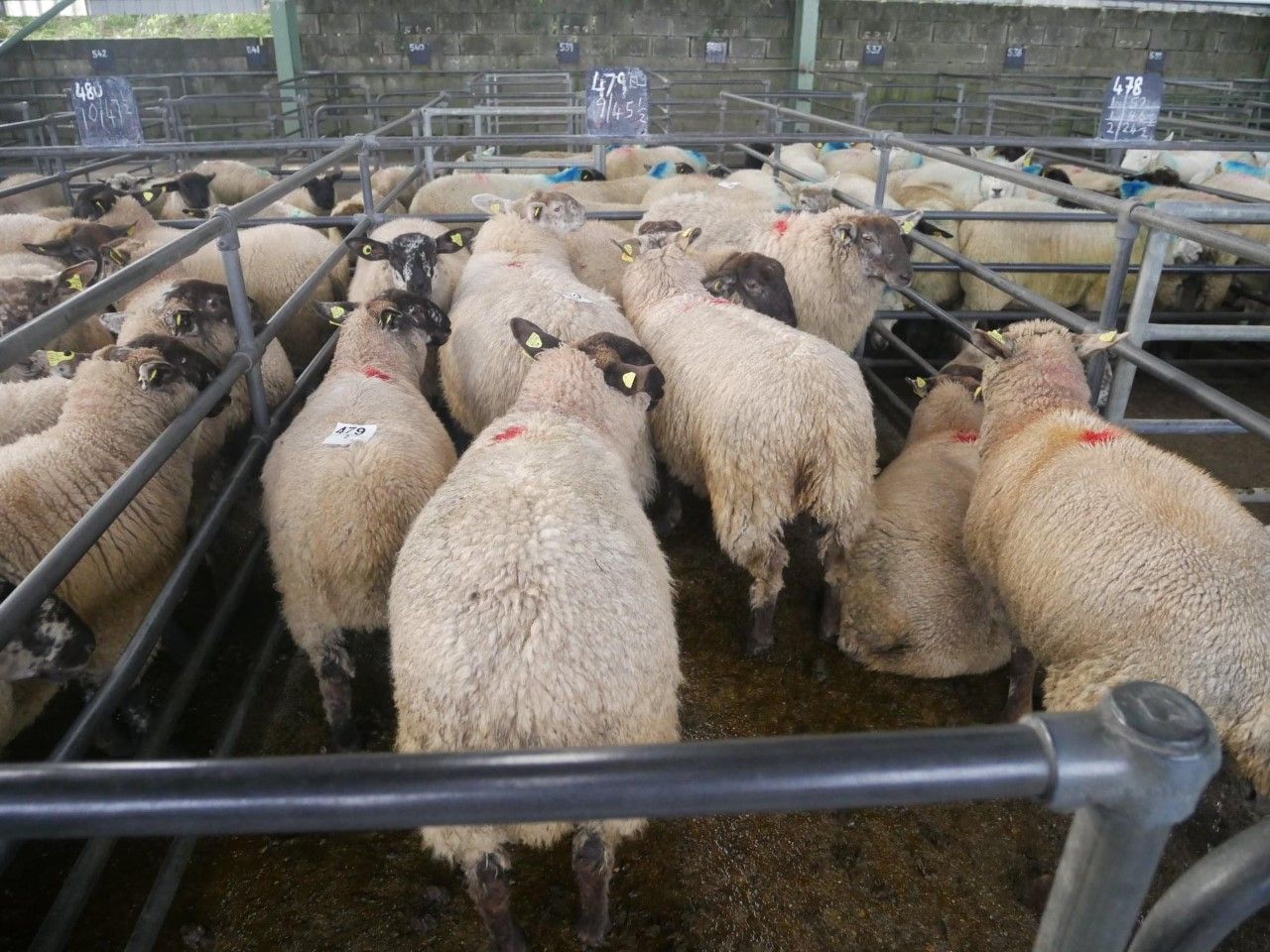 Lamb prices strengthen €3-6/head across the board at marts