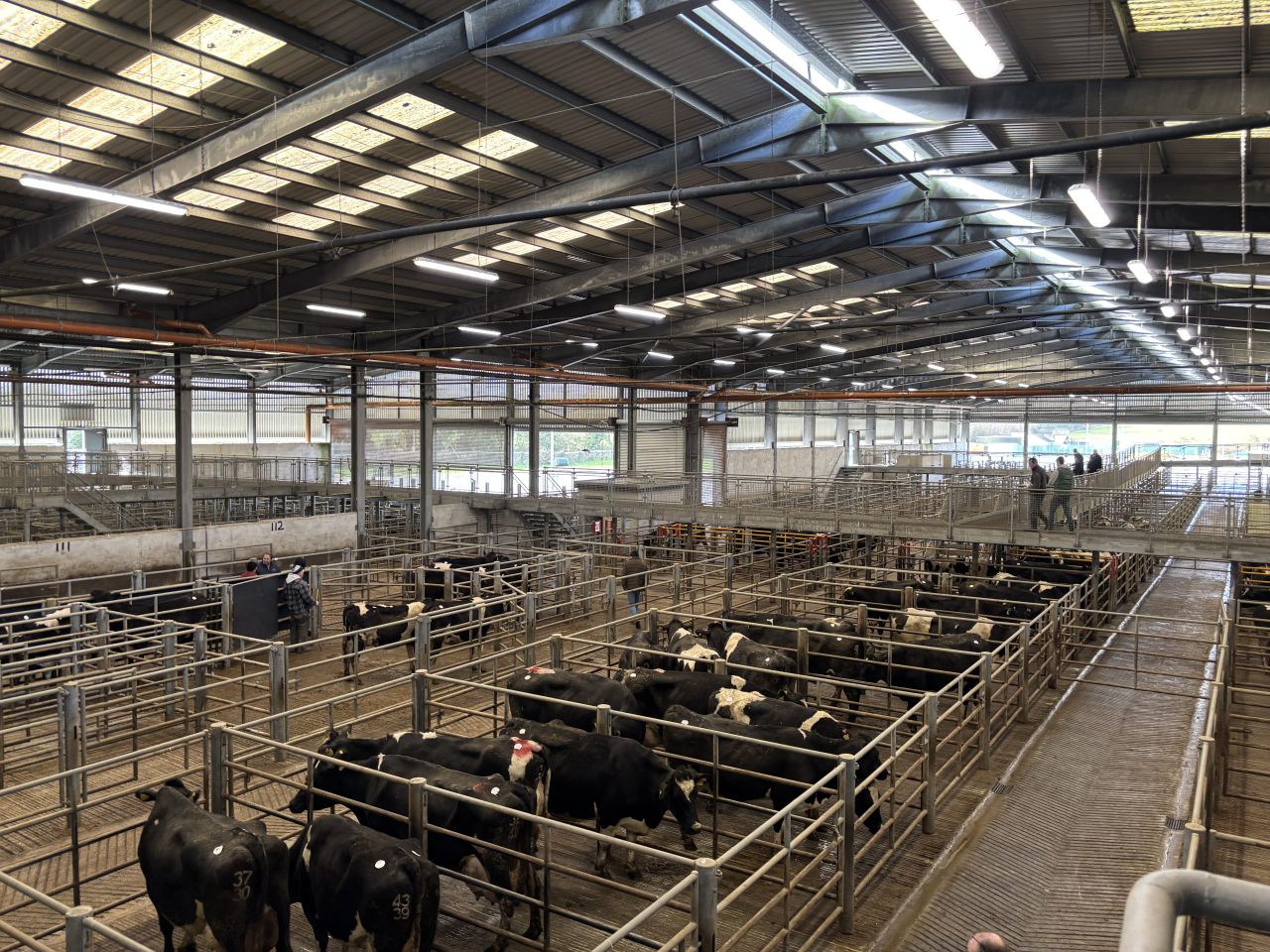 Dairy Trade: Fresh heifers making up to €3,520/head