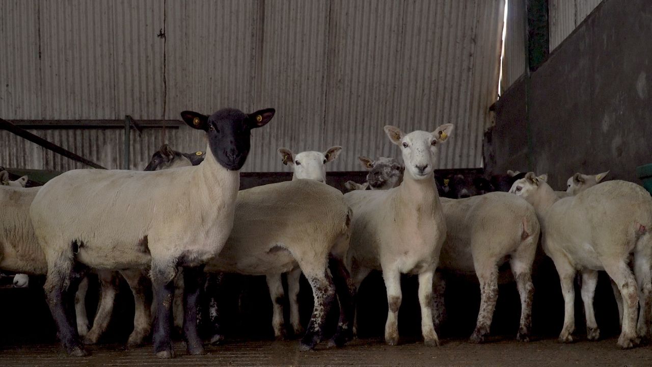 Pre-lambing checklist: How to make life easier come lambing time