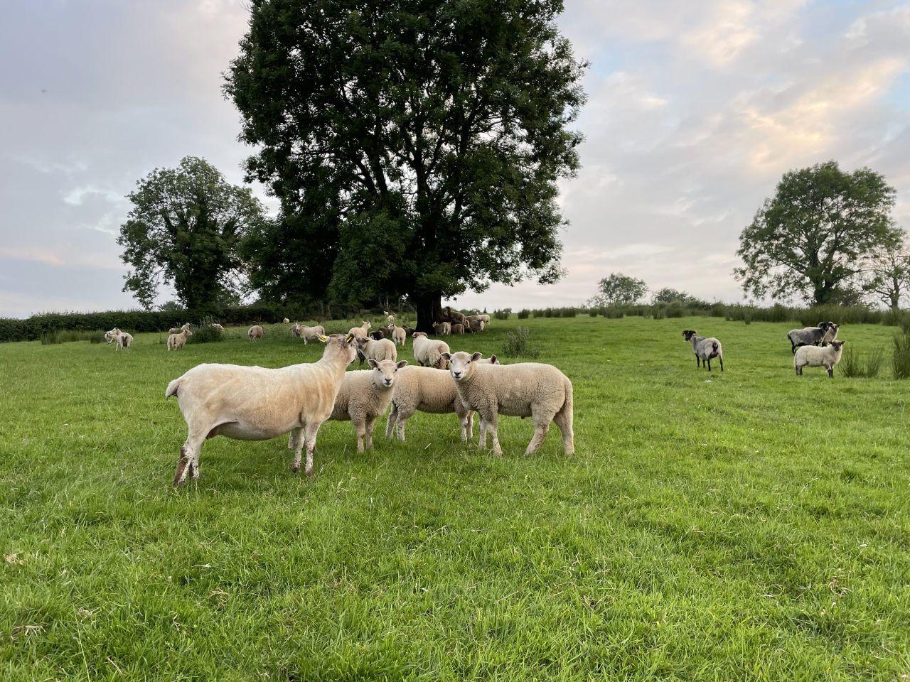 Explainer: What farmers need to know if a dog attacks their livestock