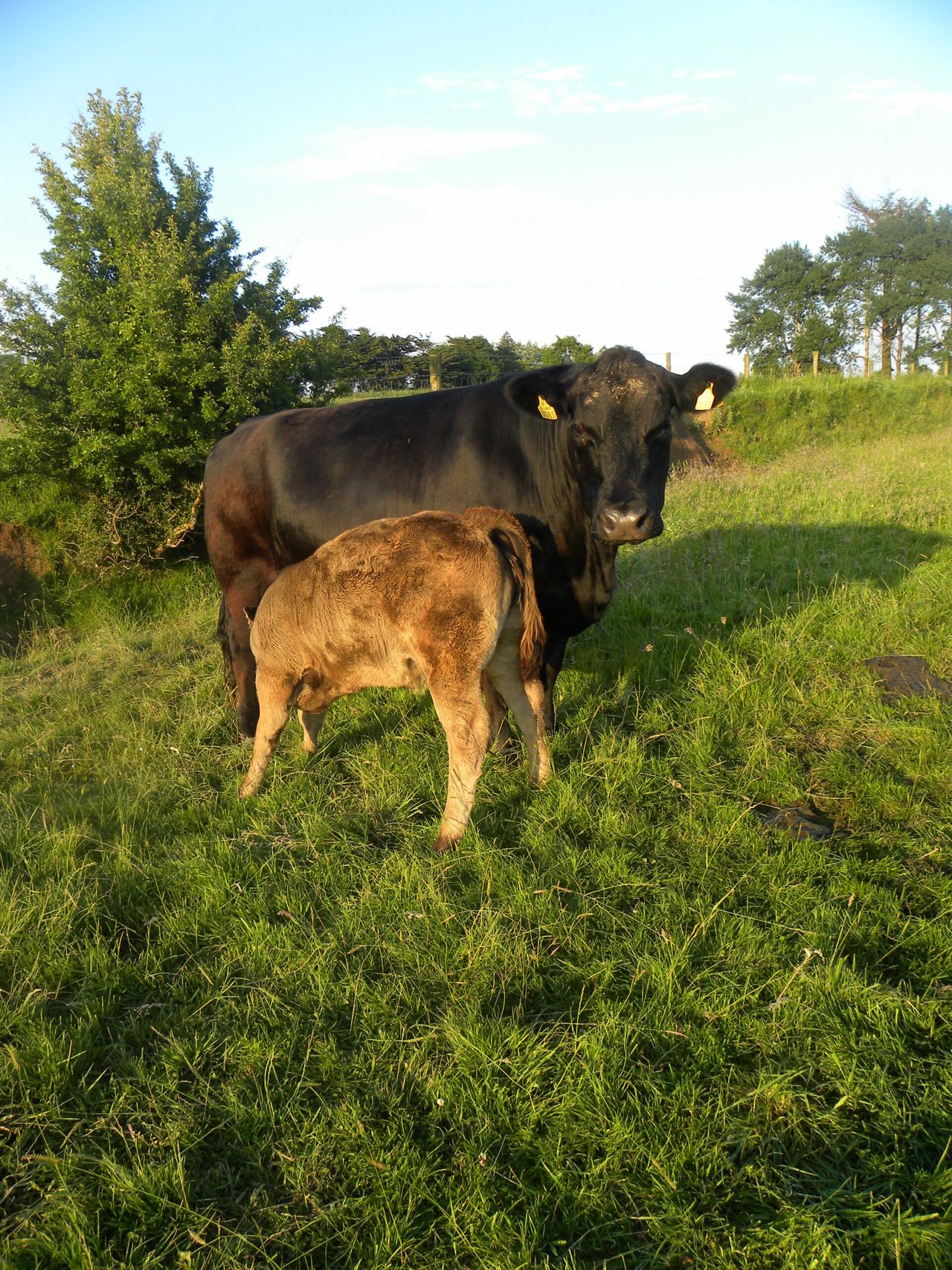 Cows have individual 'calls' for their calves, research finds