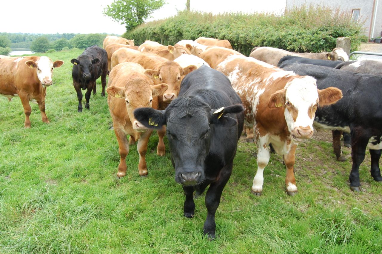 Beef prices down '€3.7 million per week' compared to pre-Brexit period