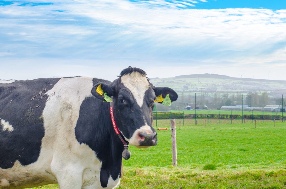 EU voluntary milk reduction scheme deemed 'a great success'