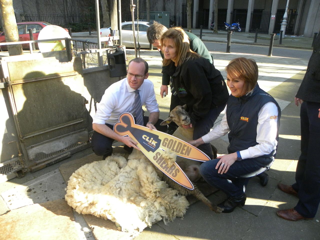 14 days and counting to World Sheep Shearing championships