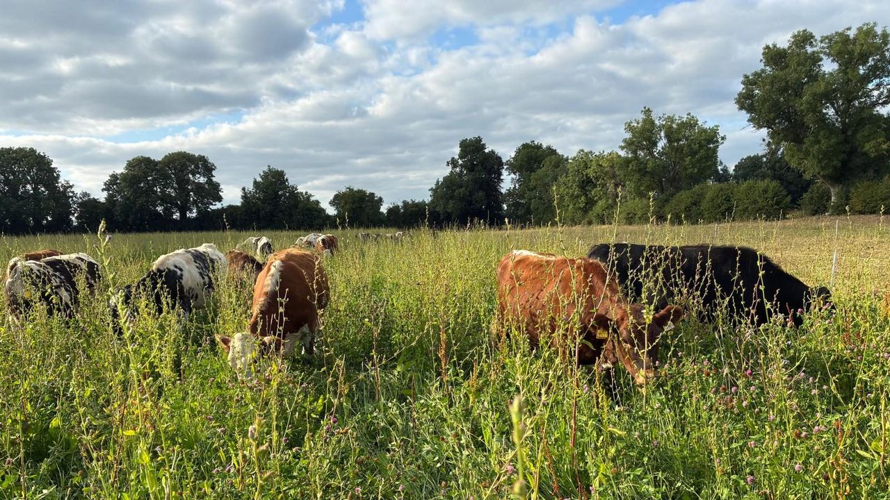 Drought highlights regenerative farming strengths in Ireland
