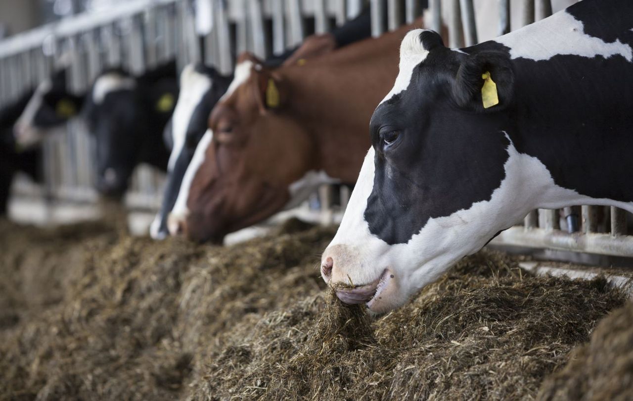 The Irish dairy industry must buy-in to some production control mechanism