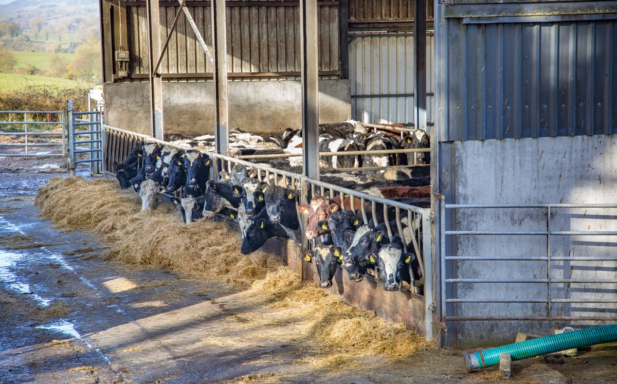 ICSA: 'Farmers feel abandoned at the moment'