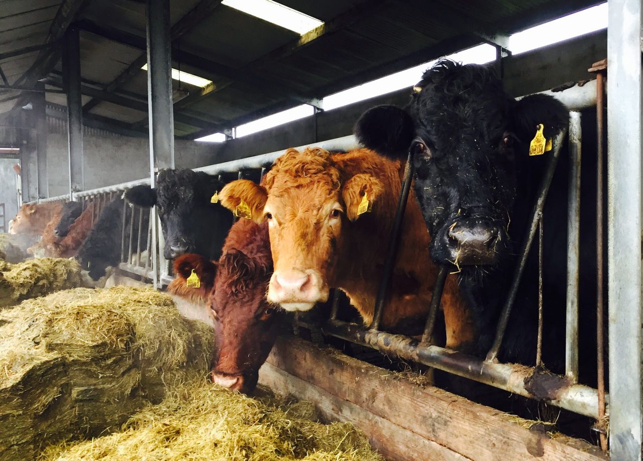 ICMSA urges minister to 'come with funding' to next fodder meeting