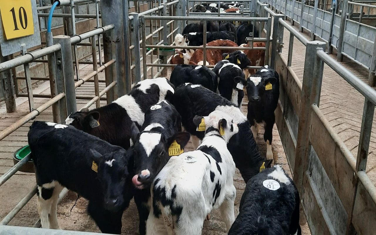 Calf trade building at Bandon Mart