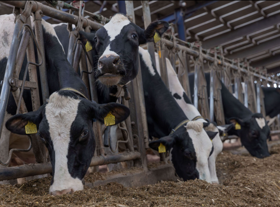 Reminder: Late calving cows at risk of milk fever