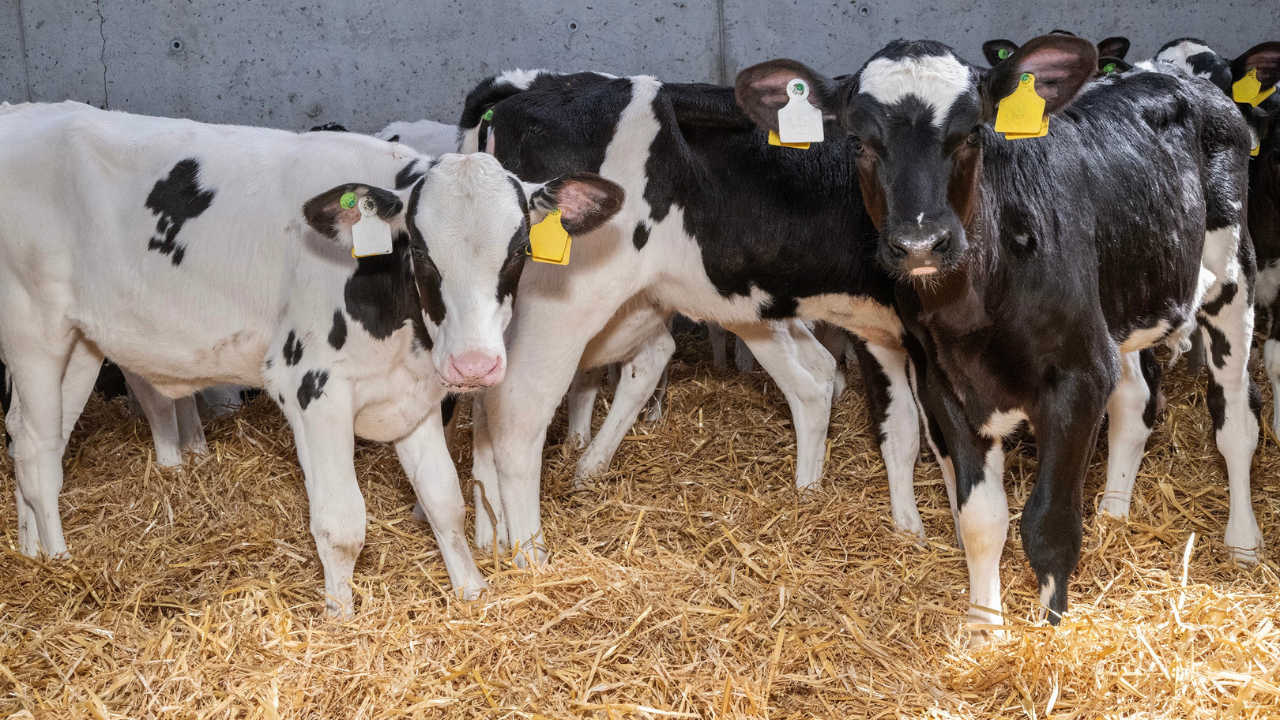 Calf Rearing 2026 series: 5 milk feeding tips for best youngstock performance